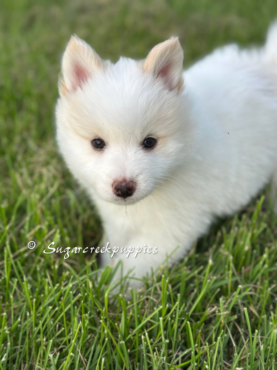 Sammy